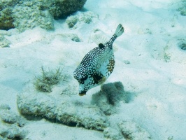 Smooth Trunkfish IMG 5349